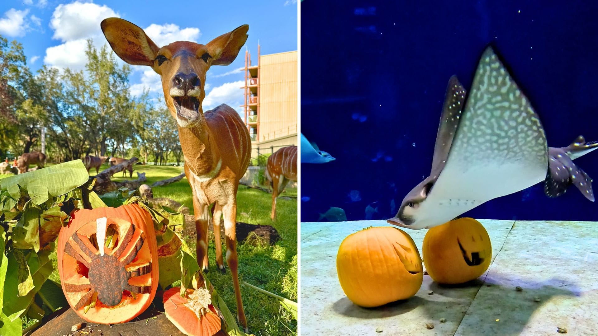 A deer and a stingray interact with Jack-o'-Lanterns, evoking Disney Parks' Halloween magic in outdoor and aquarium scenes.