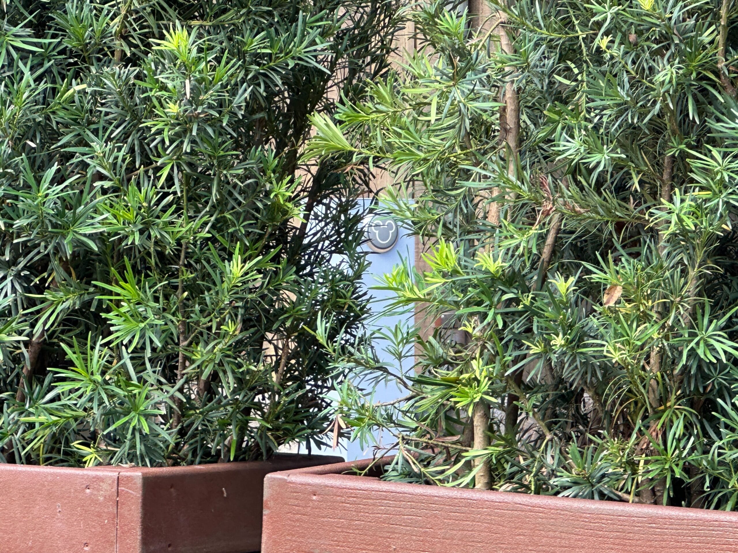 Tall green shrubs in brown planters frame a silver door, reminiscent of Zootopia’s lush look at Disney parks worldwide.