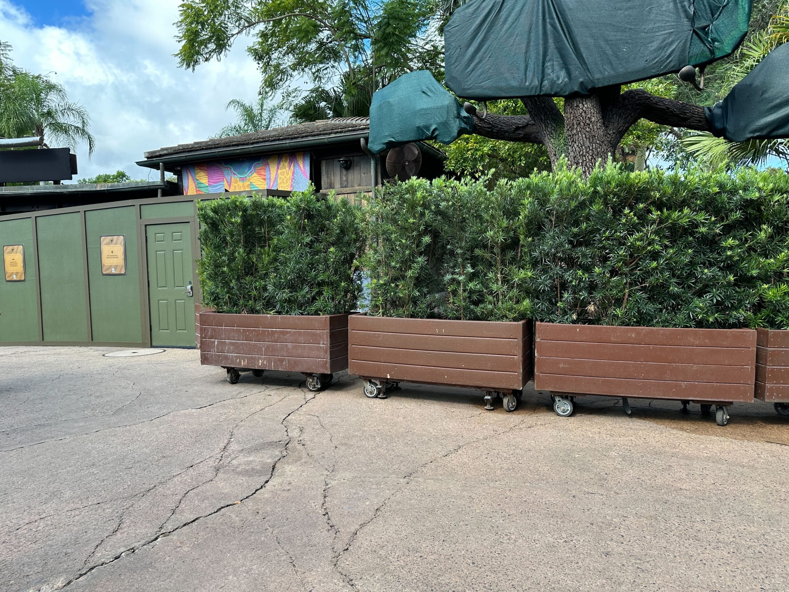 Movable planters and green walls block a Zootopia-themed Disney park area, part of the Better Zoogether project. No castle visible.
