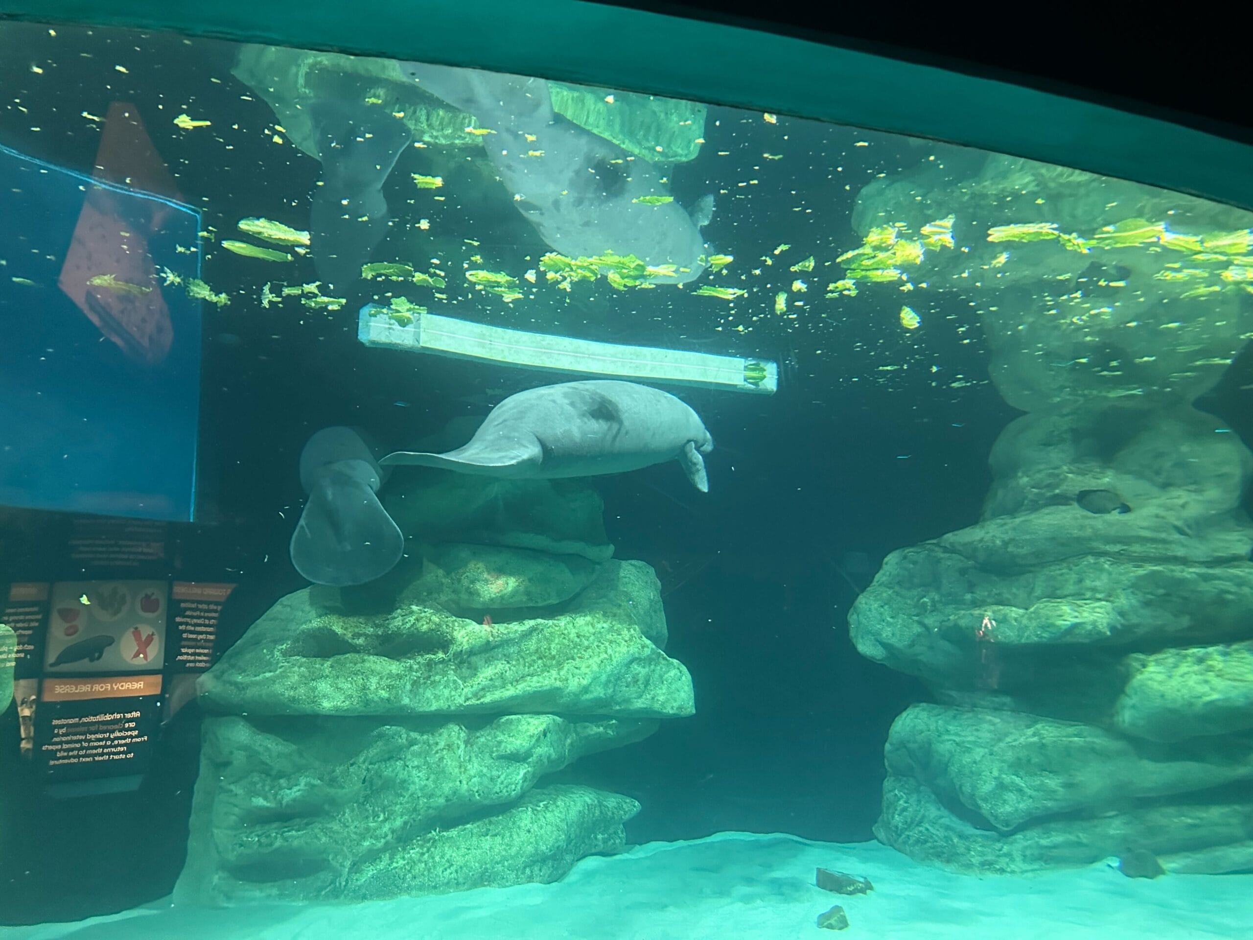 A manatee glides through a spacious aquarium tank with rocks and floating green plants in SeaBase Aquarium in Epcot’s The Seas.