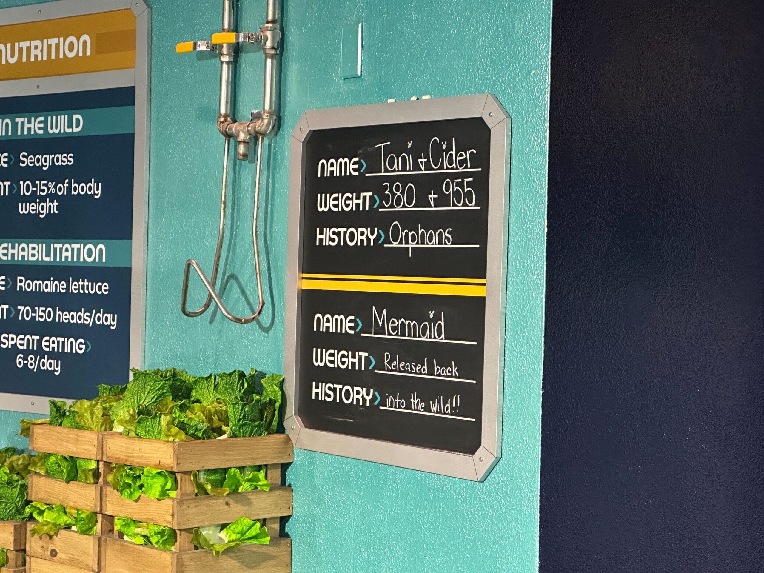 A chalkboard shares info about manatees named Tani & Cider and Mermaid, with baskets of romaine lettuce nearby, in SeaBase Aquarium in Epcot’s The Seas.