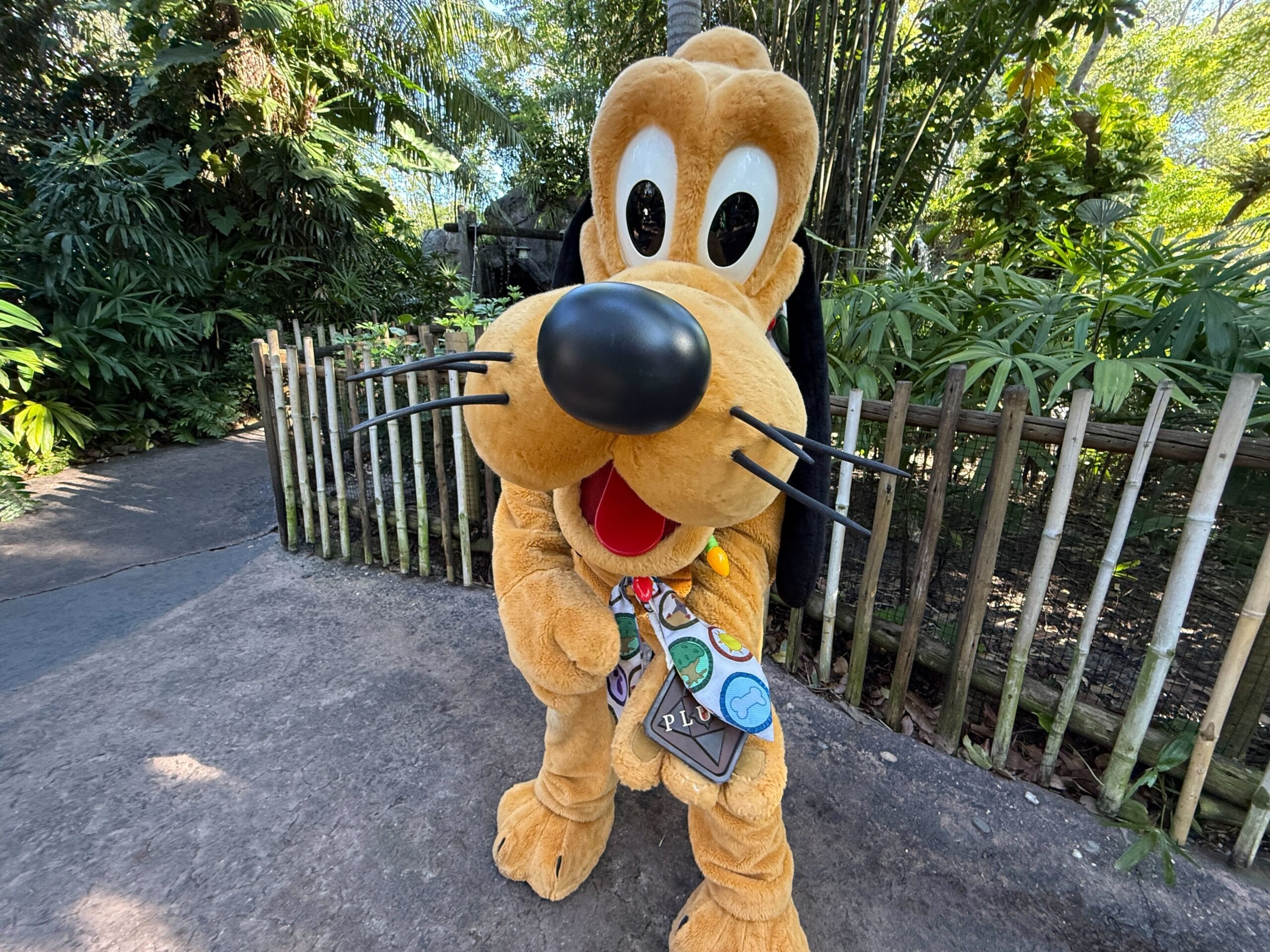 Pluto in his holiday collar at Animal Kingdom