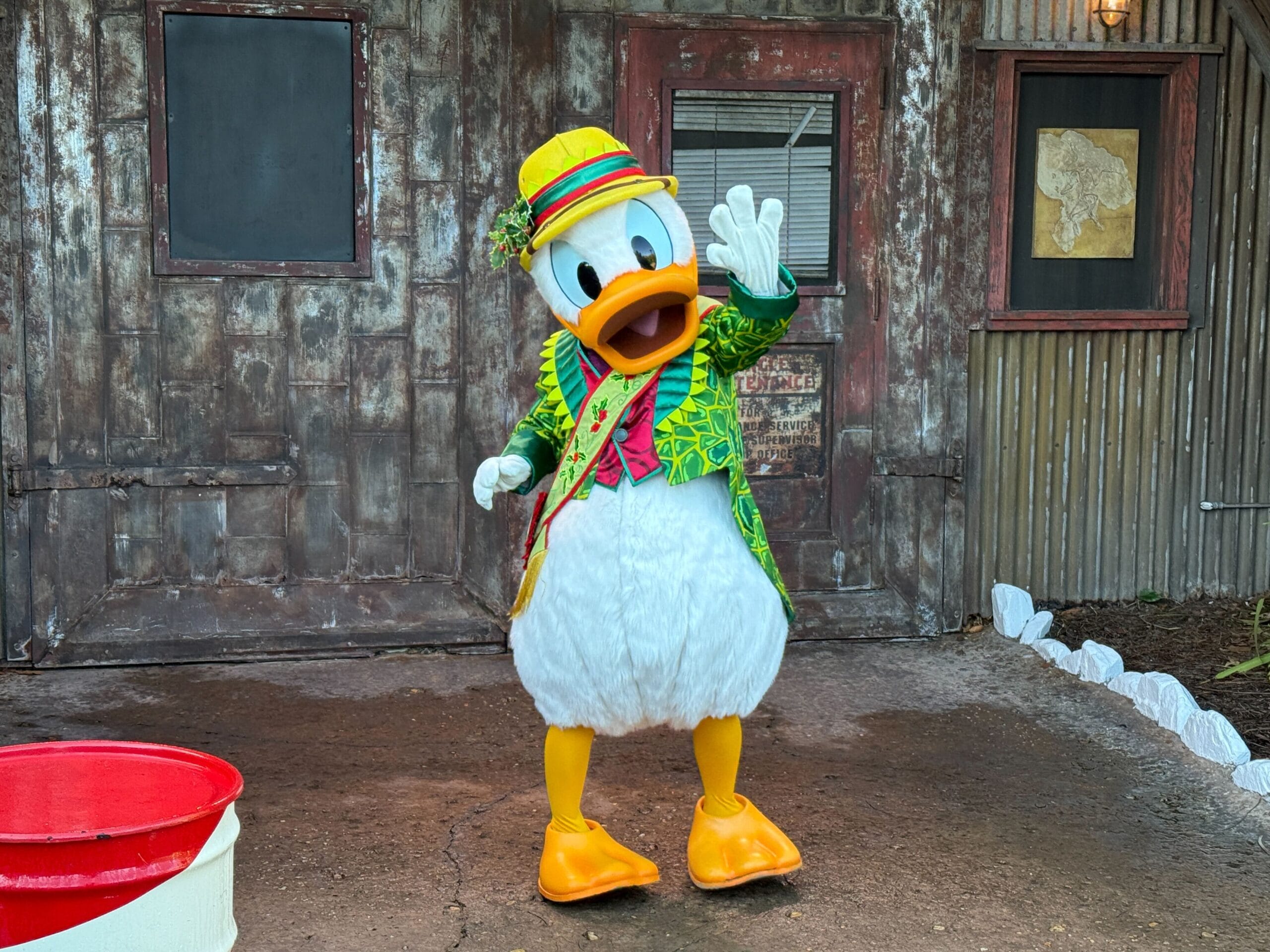 Donald in his holiday costume at Animal Kingdom
