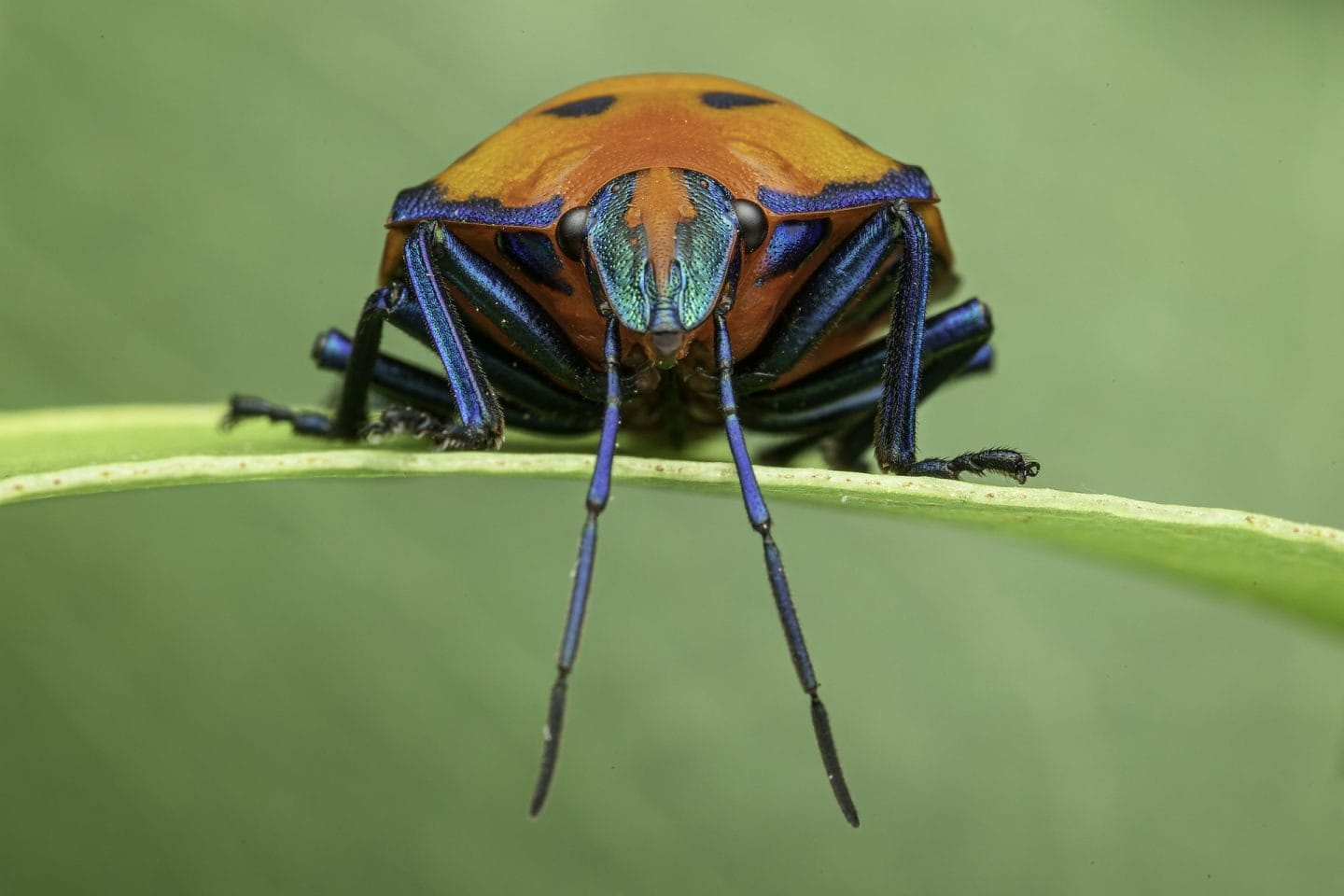 Disney Nominated for Record-Breaking 103 Children's & Family Emmy Awards