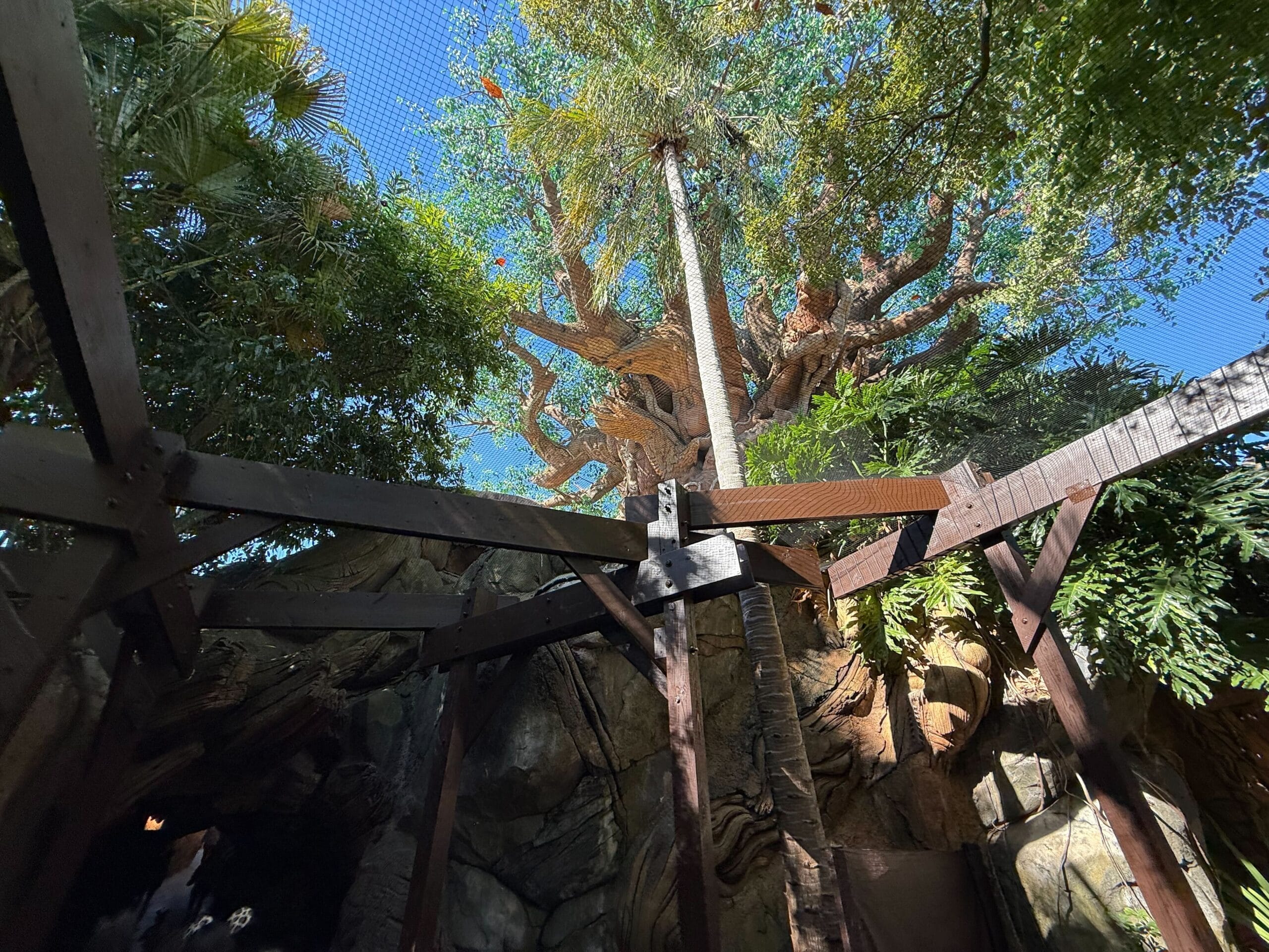 Wooden beams frame an upward view of Animal Kingdom’s Tree of Life, its trunk carved with animals and branches lush with leaves.