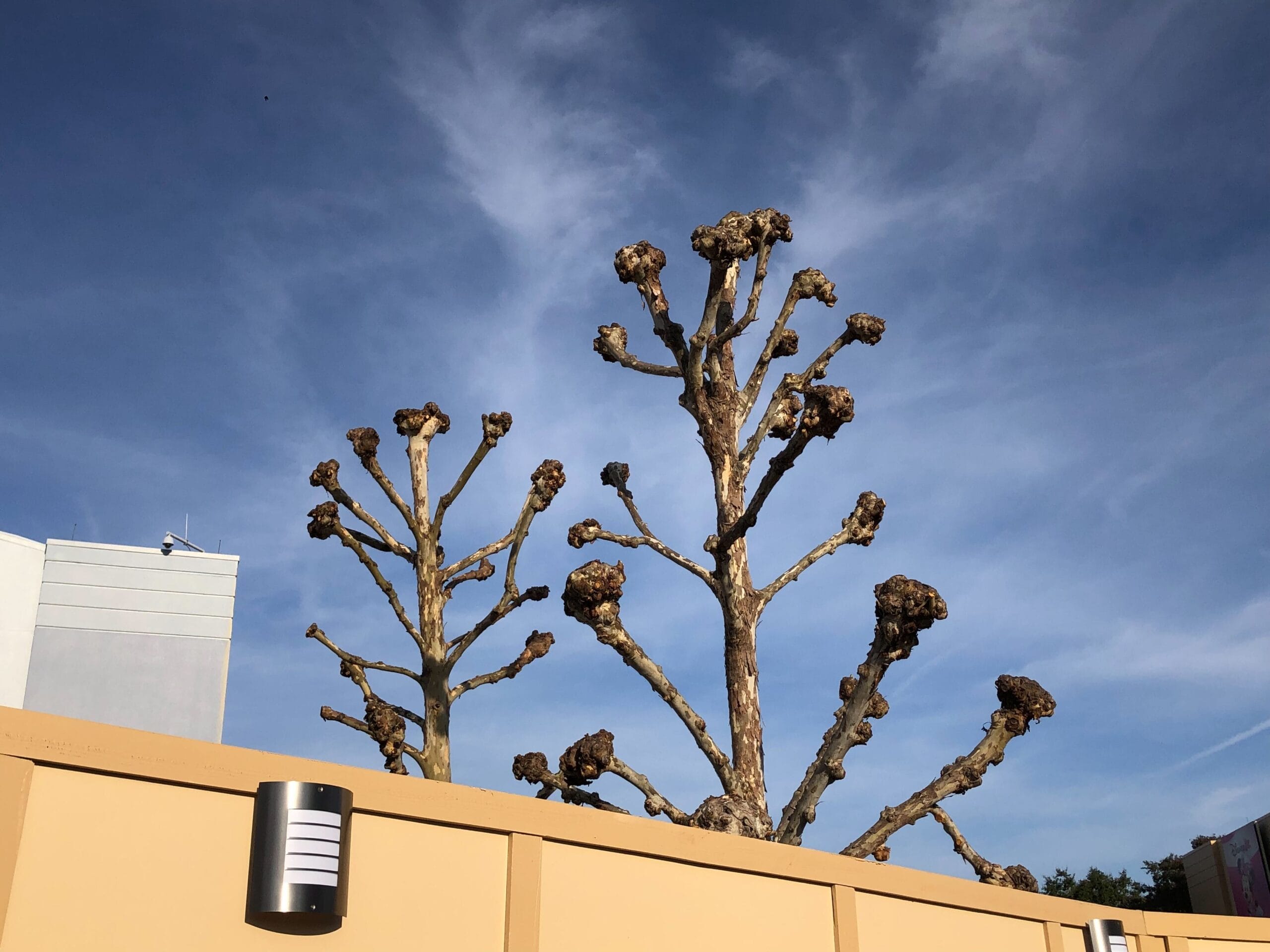 The trees inside Animation Courtyard are looking a lot more bare as they have been trimmed down to just the branches.